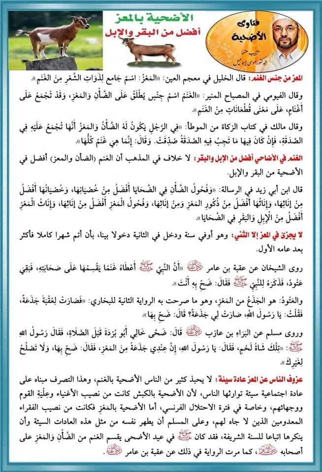 الأضحية بالمعز أفضل من البقر والإبل